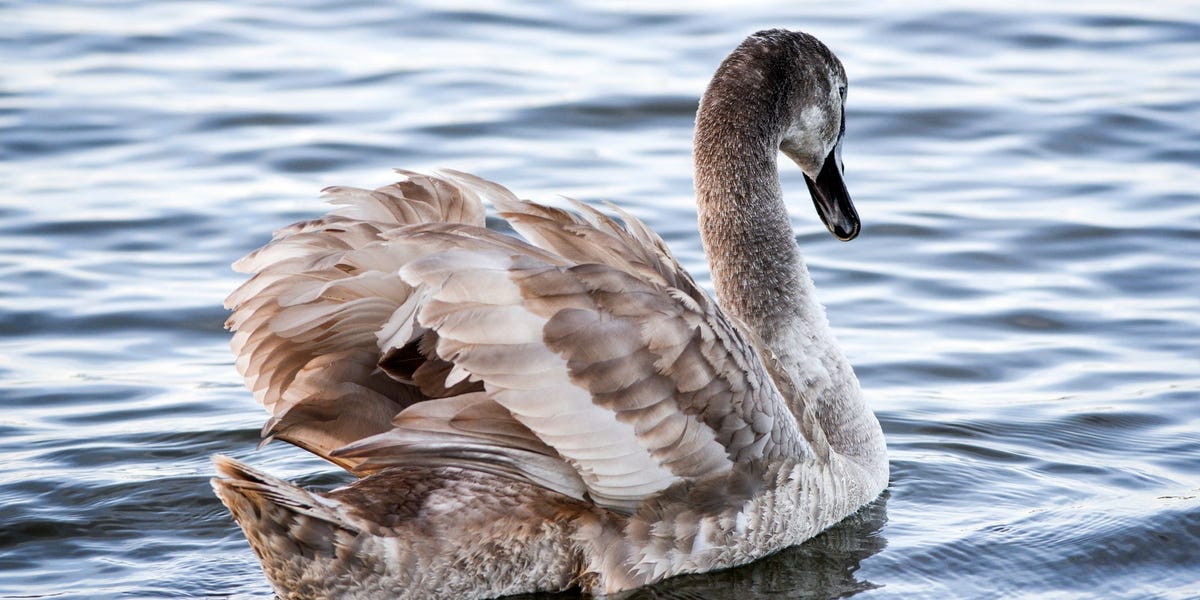 La Chine ouvrant ses portes à l'Occident et un modèle d'IA prenant le contrôle du marché boursier font partie des événements « cygne gris » qui pourraient ébranler les investisseurs en 2024, selon un cabinet d'études.
