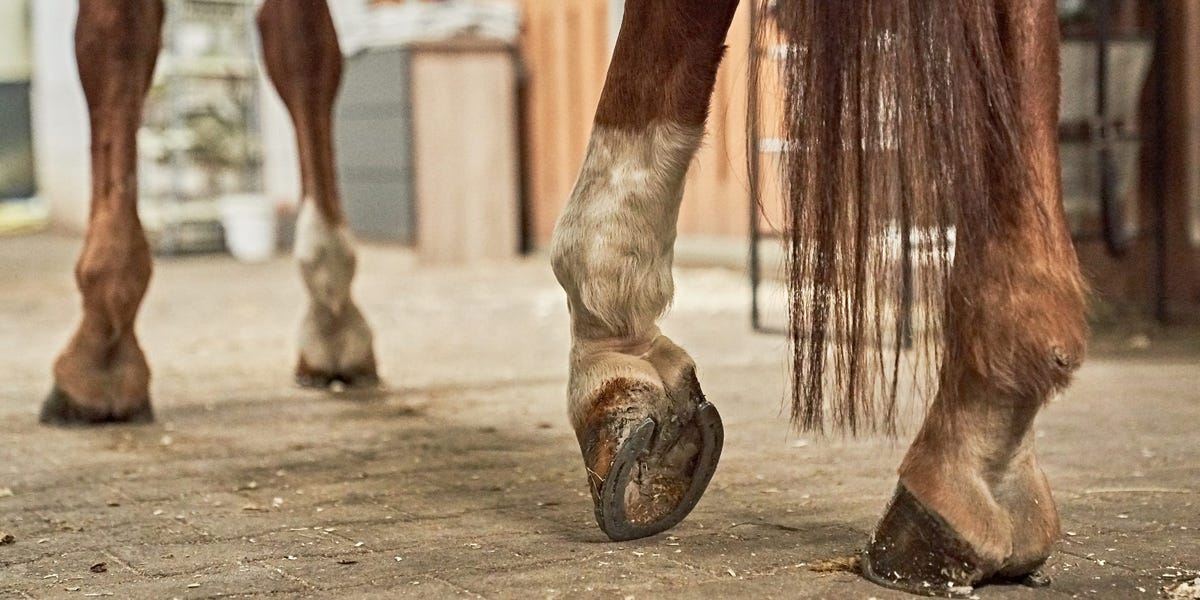 Un Indien a effectué son travail de livraison de nourriture à cheval après qu'une crise de carburant l'ait empêché de se procurer de l'essence, selon une vidéo