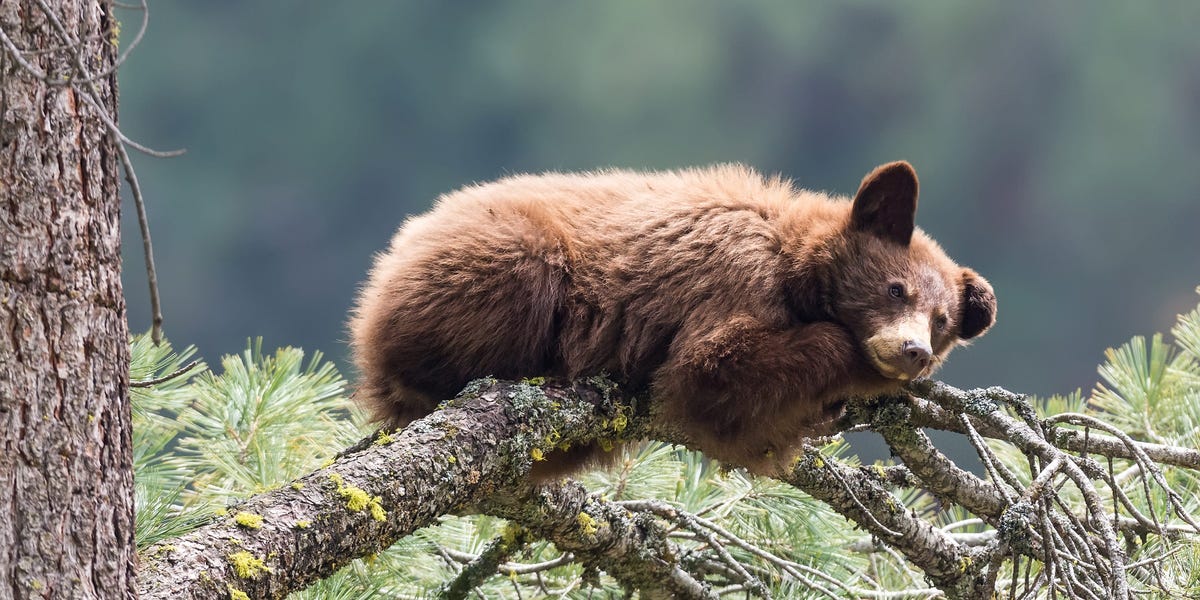4 scénarios de marché baissier à long terme qui pourraient bouleverser le rallye boursier record, selon BofA