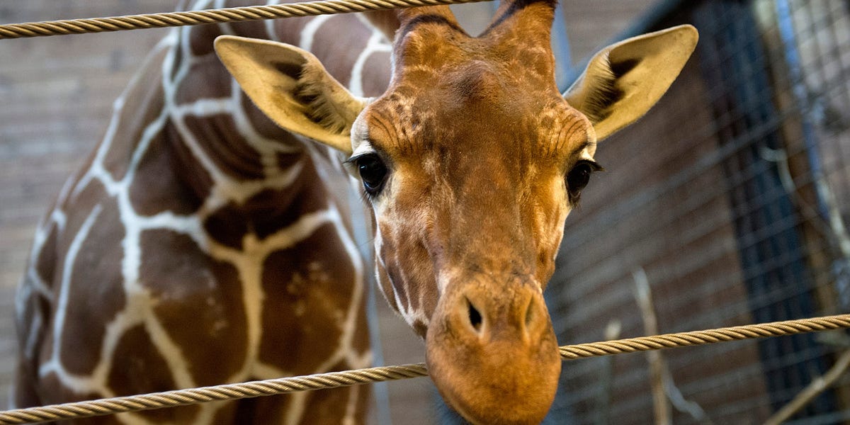 Les girafes semblent sur le point de rejoindre les rangs de Winnie l'ourson et de Peppa Pig sur la liste de surveillance Internet de Pékin