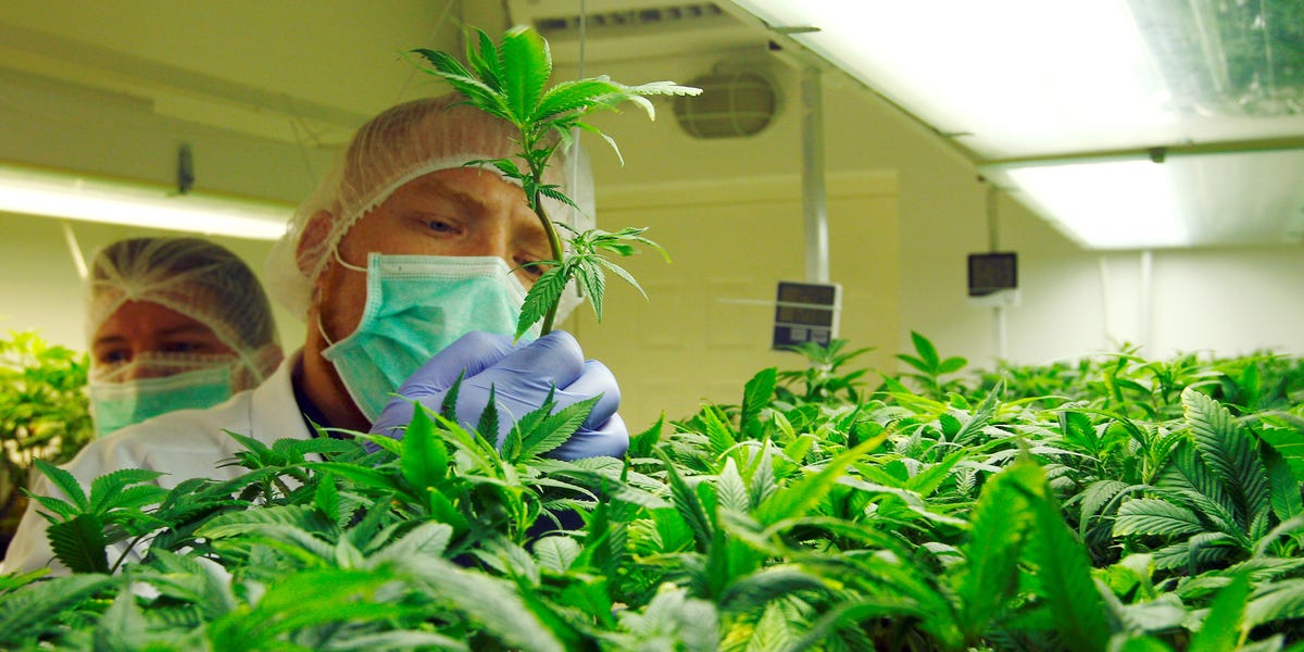 Les stocks de pot montent en flèche suite au rapport que la DEA assouplira les restrictions sur le cannabis