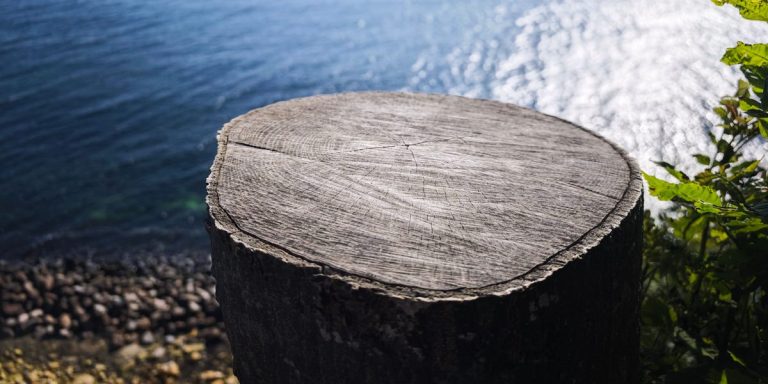 Couper les arbres des voisins conduit à des poursuites dans des points chauds milliardaires