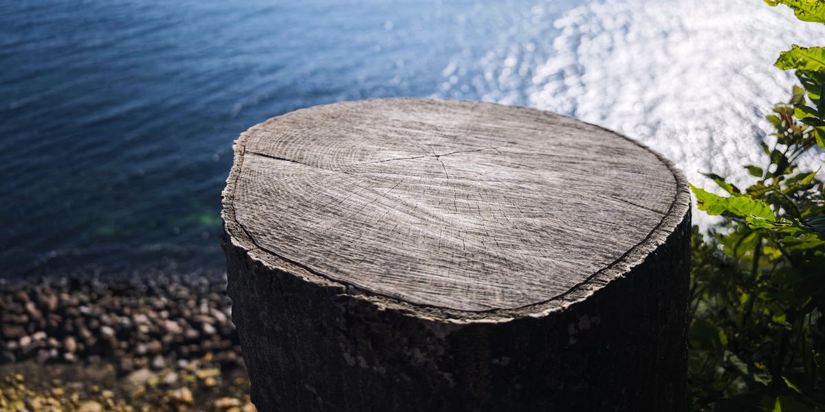 Couper les arbres des voisins conduit à des poursuites dans des points chauds milliardaires