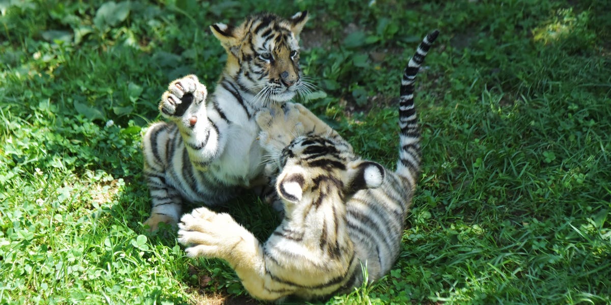 Pourquoi des fonds comme Tiger Global et Coatue aiment à nouveau les marchés privés